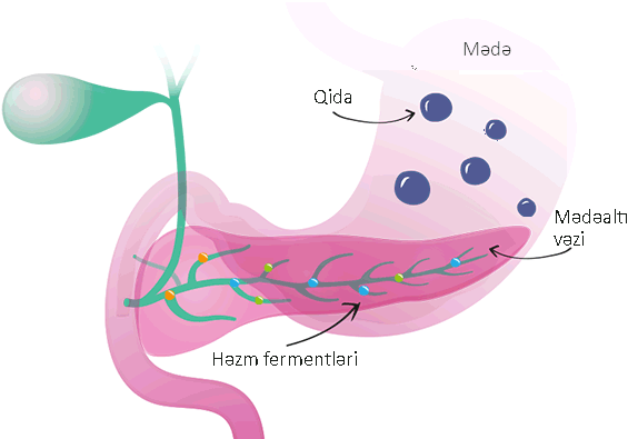 Graphic with stomach and pancreas