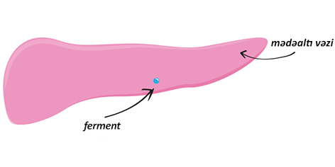 Graphic of pancreas with enzyme